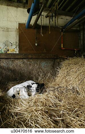 Stock Photograph - Calf lying in hay. Fotosearch