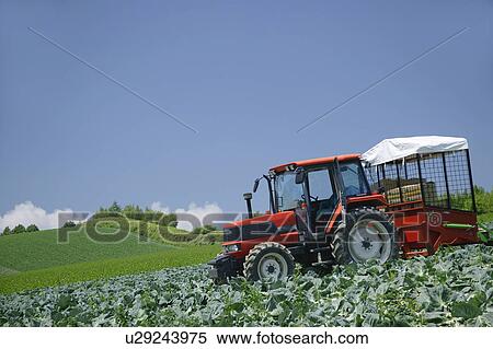 Stock Photography - Combine harvester harvesting cabbages in field. Fotosearch