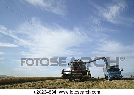 Combine harvester harvesting wheat in field View Large Photo Image Picture - Combine harvester harvesting wheat in field. Fotosearch