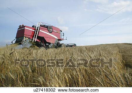 Combine harvester harvesting wheat in field View Large Photo Image Stock Image - Combine harvester harvesting wheat in field. Fotosearch