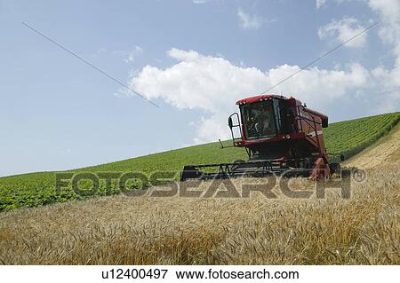 Stock Photo - Combine harvester harvesting wheat in field. Fotosearch