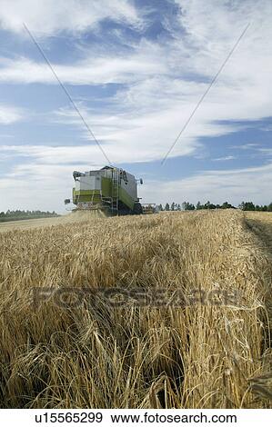 Combine harvester harvesting wheat in field View Large Photo Image Stock Photo - Combine harvester harvesting wheat in field. Fotosearch