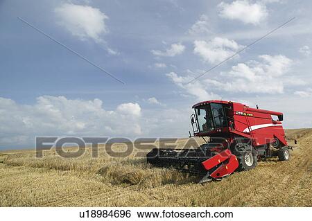 Stock Photograph - Combine harvester harvesting wheat in field. Fotosearch