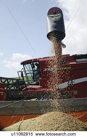 Stock Photography - Combine harvester tipping grains. Fotosearch