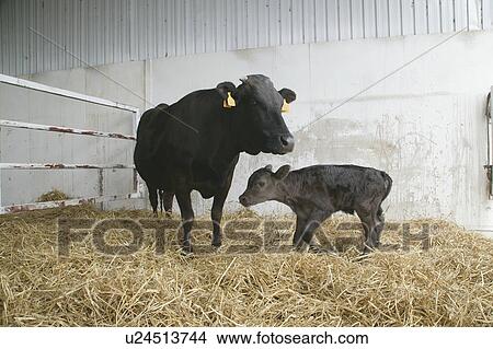 Picture - Cow and calf. Fotosearch