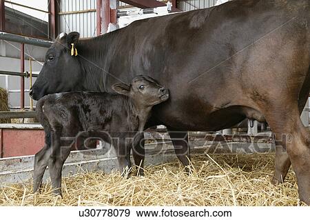 Stock Photo - Cow and calf. Fotosearch