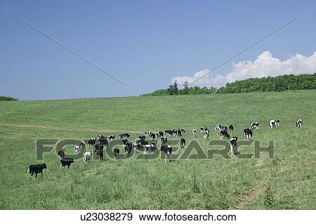 Stock Photo - Cow grazing in field. Fotosearch