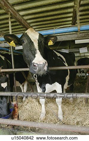 Cows In A Barn Stock Image U15040842 Fotosearch