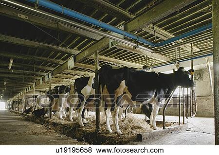 Cows in a barn View Large Photo Image Stock Photo - Cows in a barn. Fotosearch