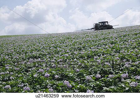 Stock Photo - Cultivation in potato field. Fotosearch