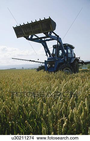 Picture - Cultivation in wheat field. Fotosearch