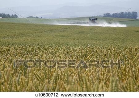 Cultivation in wheat field View Large Photo Image Stock Image - Cultivation in wheat field. Fotosearch
