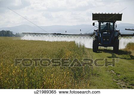 Cultivation in wheat field View Large Photo Image Stock Photography - Cultivation in wheat field. Fotosearch