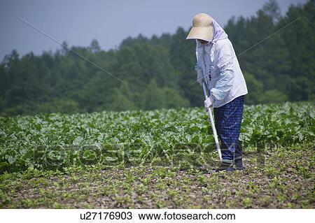 Stock Image - Farmer cultivating field. Fotosearch