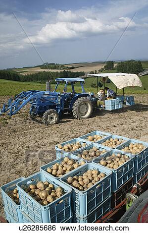 Stock Photograph - Farmers harvesting potatoes. Fotosearch
