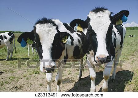 Grazing cattle, close-up View Large Photo Image Stock Image - Grazing cattle, close-up. Fotosearch