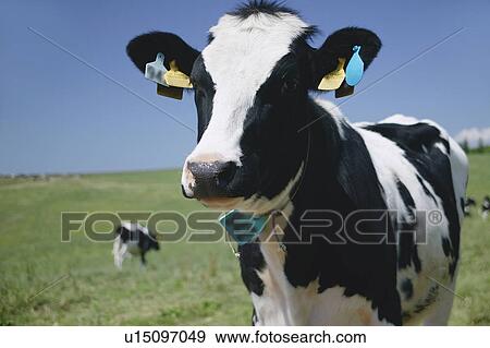 Stock Photo - Grazing cattle, close-up. Fotosearch