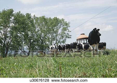 Grazing cattle in field View Large Photo Image Stock Photo - Grazing cattle in field. Fotosearch