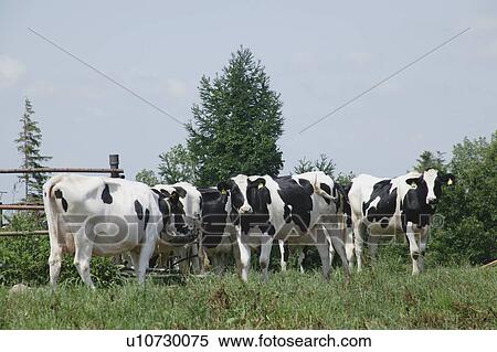 Grazing cattle in field View Large Photo Image Stock Photography - Grazing cattle in field. Fotosearch