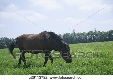 Stock Image - Grazing horse. Fotosearch