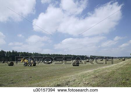 Hay bales in field View Large Photo Image Picture - Hay bales in field. Fotosearch