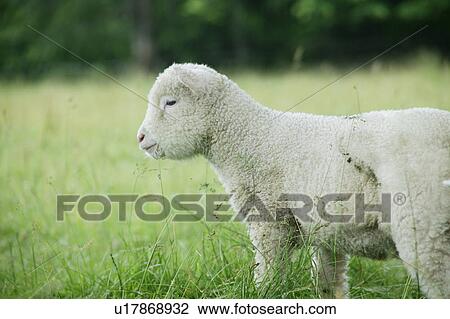 Stock Image - Lamb in field. Fotosearch