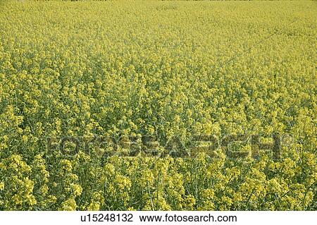 Mustard field View Large Photo Image Stock Image - Mustard field. Fotosearch