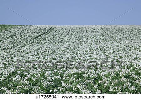Stock Image - Potato field. Fotosearch