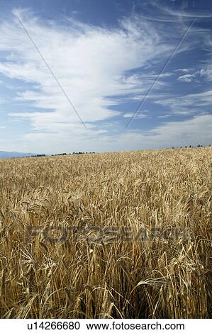 Stock Image - Wheat field in Furano, Hokkaido, Japan. Fotosearch