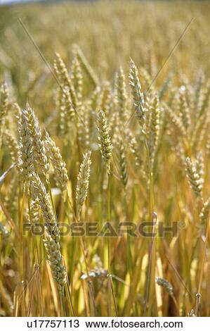 Wheat stalks, close-up View Large Photo Image Stock Image - Wheat stalks, close-up. Fotosearch