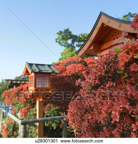 Nagaoka Tenmangu, Kyoto Prefecture, Japan View Large Photo Image Stock Image - Nagaoka Tenmangu, Kyoto Prefecture, Japan. Fotosearch