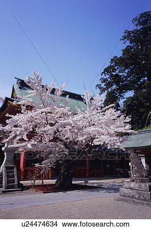 Picture - Cherry blossoms in Shiogama shrine. Fotosearch
