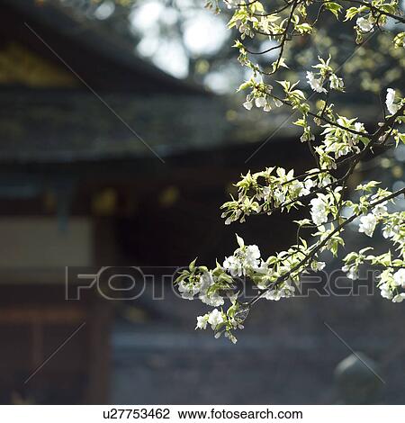 Cherry blossoms in spring View Large Photo Image Stock Image - Cherry blossoms in spring. Fotosearch