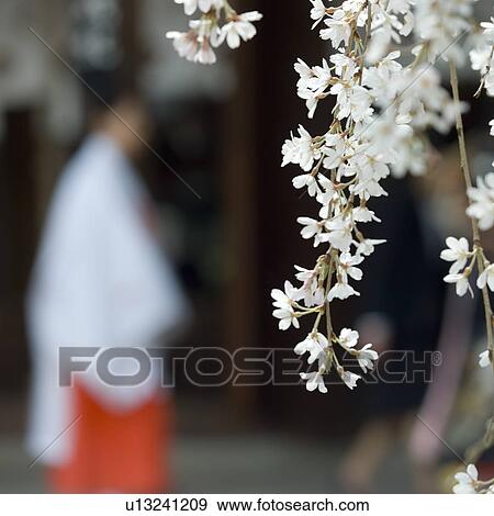 Stock Photo - Cherry blossoms in spring. Fotosearch