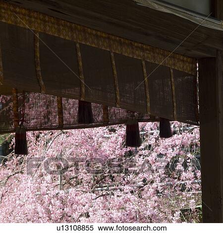 Stock Photography - Cherry blossoms in spring. Fotosearch