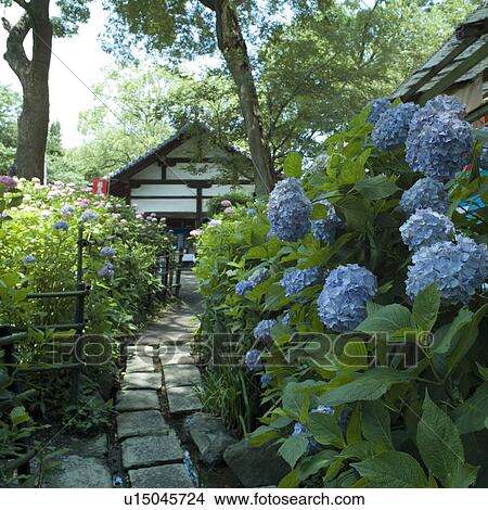 Picture - Hydrangea. Fotosearch