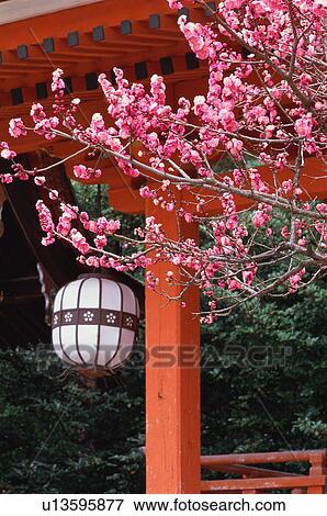 Stock Photo - Kitano Tenmangu Shrine, Kyoto Prefecture, Japan. Fotosearch