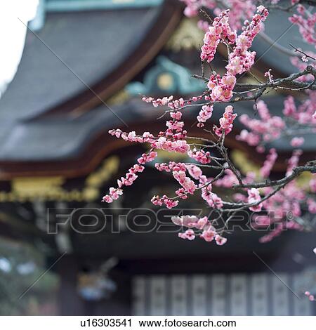Stock Image - Plum trees at shrine. Fotosearch
