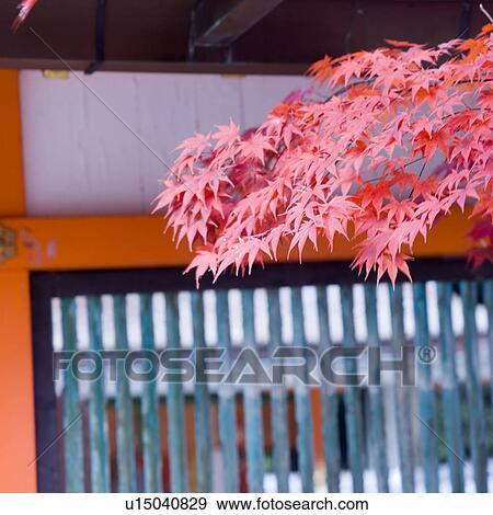 Stock Photo - Red maple leaves in autumn. Fotosearch