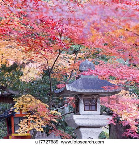 Stock Photo - Red maple leaves in autumn. Fotosearch
