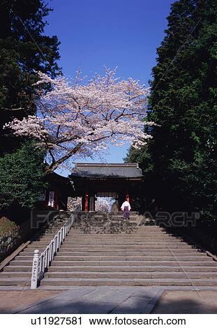 Stock Image - Shinto priest walking up steps in Shiogama shrine. Fotosearch
