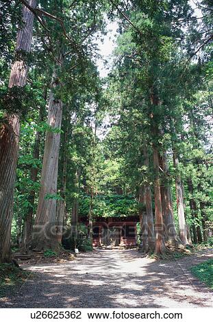 Togakushi Shrine View Large Photo Image Stock Image - Togakushi Shrine. Fotosearch