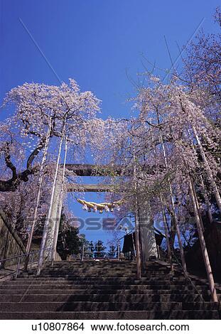 Picture - Torii gate with cherry blossoms. Fotosearch