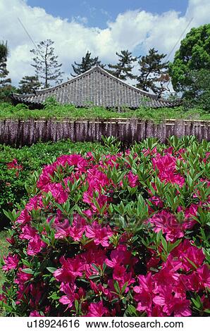 Stock Photograph - Azaleas at Byodo-in Temple, Kyoto Prefecture, Japan. Fotosearch