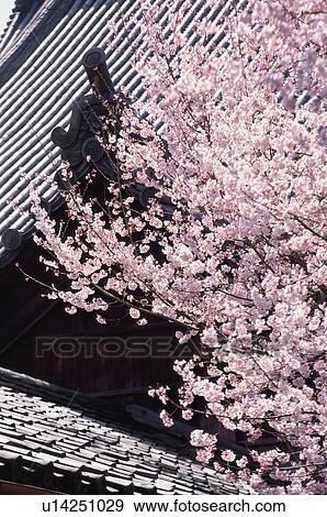Stock Photo - Cherry blossoms, Chion-in Temple, Kyoto Prefecture, Japan. Fotosearch