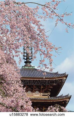 Daigo-ji Temple, Kyoto Prefecture, Japan View Large Photo Image Stock Photo - Daigo-ji Temple, Kyoto Prefecture, Japan. Fotosearch
