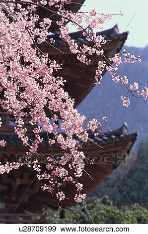 Daigo-ji Temple, Kyoto Prefecture, Japan View Large Photo Image Stock Photo - Daigo-ji Temple, Kyoto Prefecture, Japan. Fotosearch