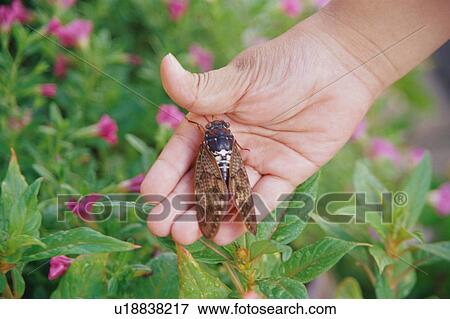 Stock Photo - Cicada in boy's hand. Fotosearch