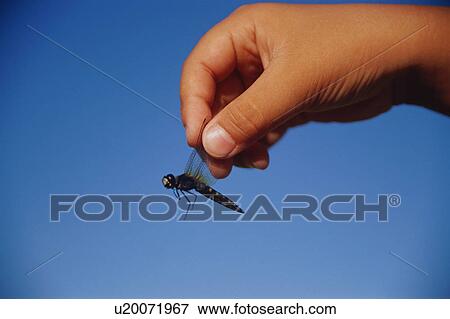 Stock Photo - Dragonfly in boy's hand. Fotosearch