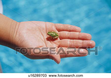 Stock Image - Frog in boy's hand. Fotosearch